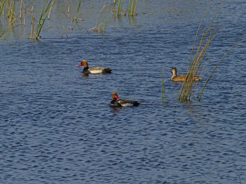 Duck, Donana